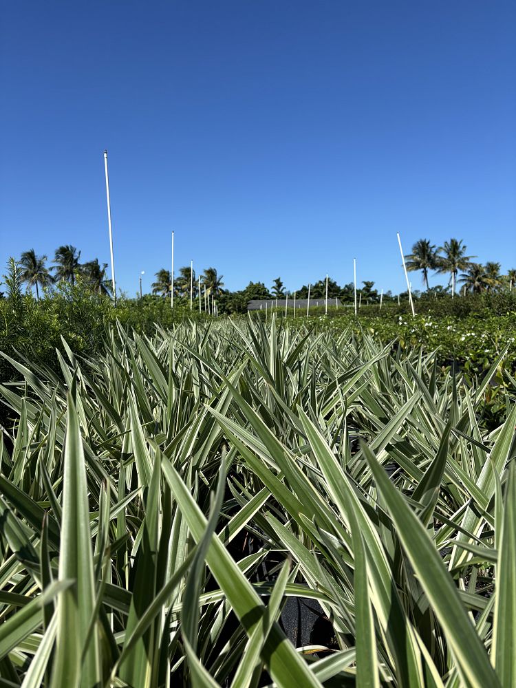 dianella-caerulea-blue-flax-lily