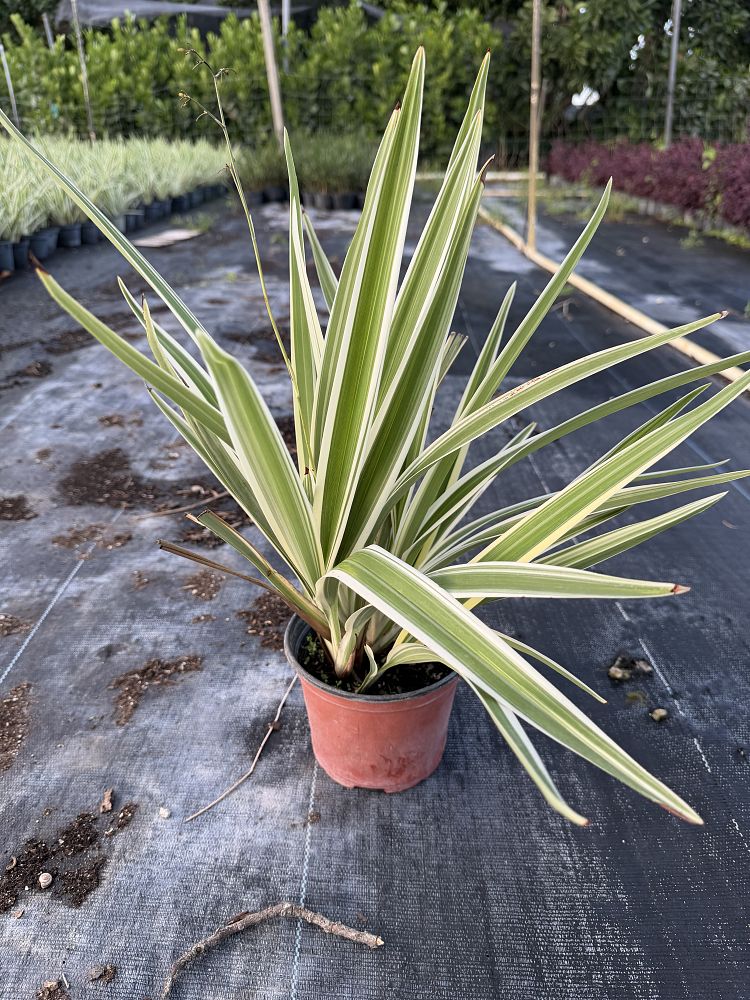 dianella-caerulea-blue-flax-lily