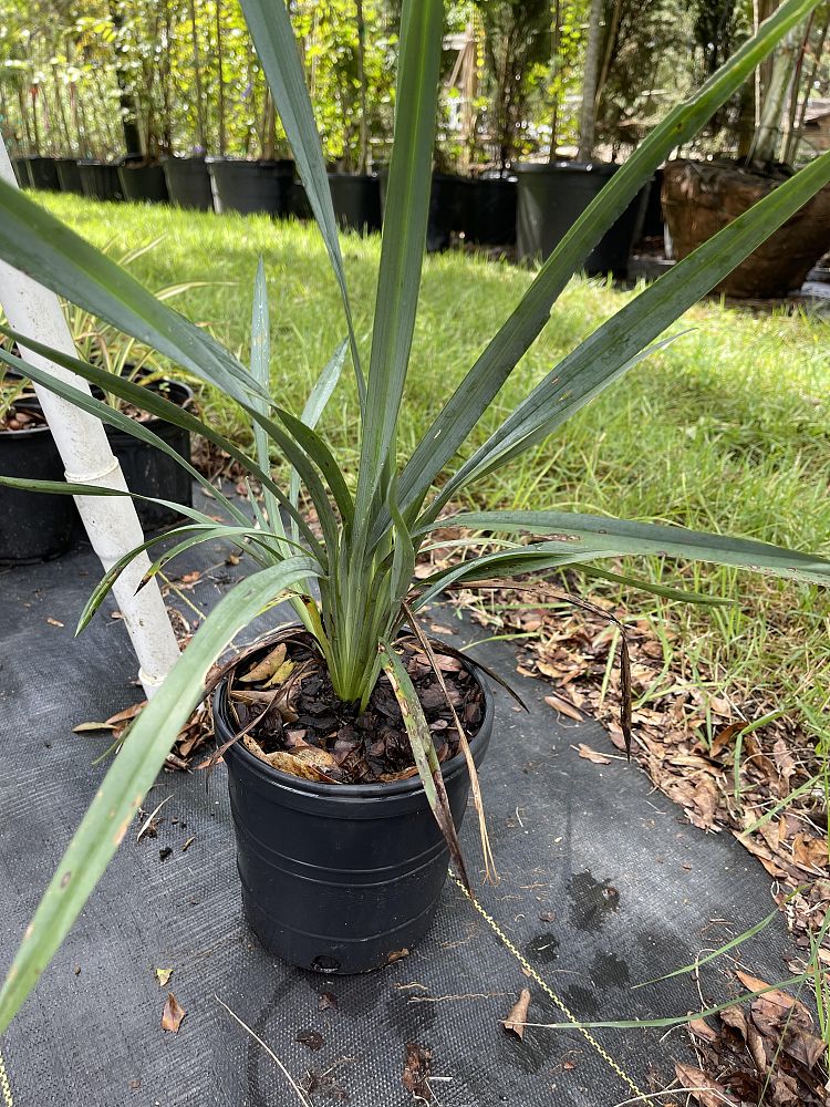 dianella-caerulea-cassa-blue-blue-flax-lily