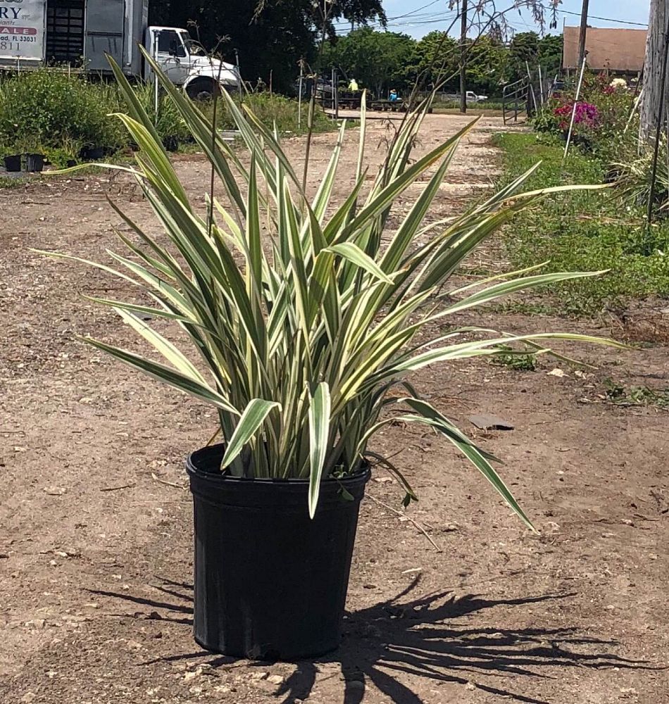 dianella-ensifolia-cerulean-flaxlily