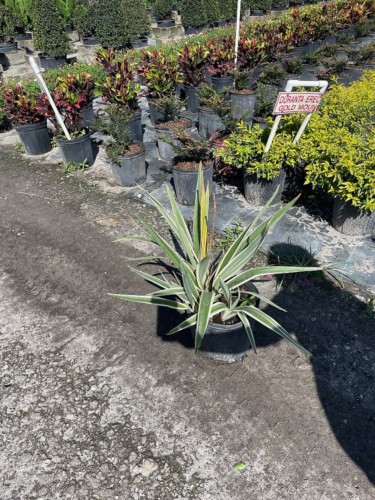 dianella-ensifolia-cerulean-flaxlily