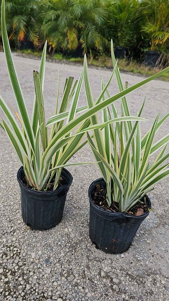 dianella-ensifolia-cerulean-flaxlily