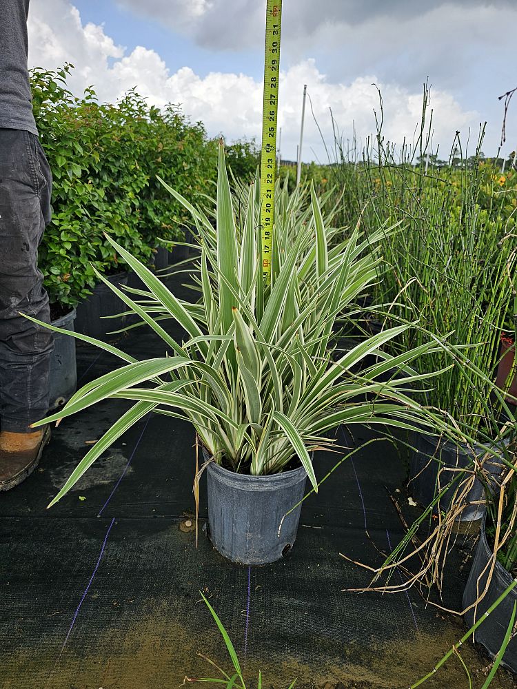 dianella-ensifolia-cerulean-flaxlily