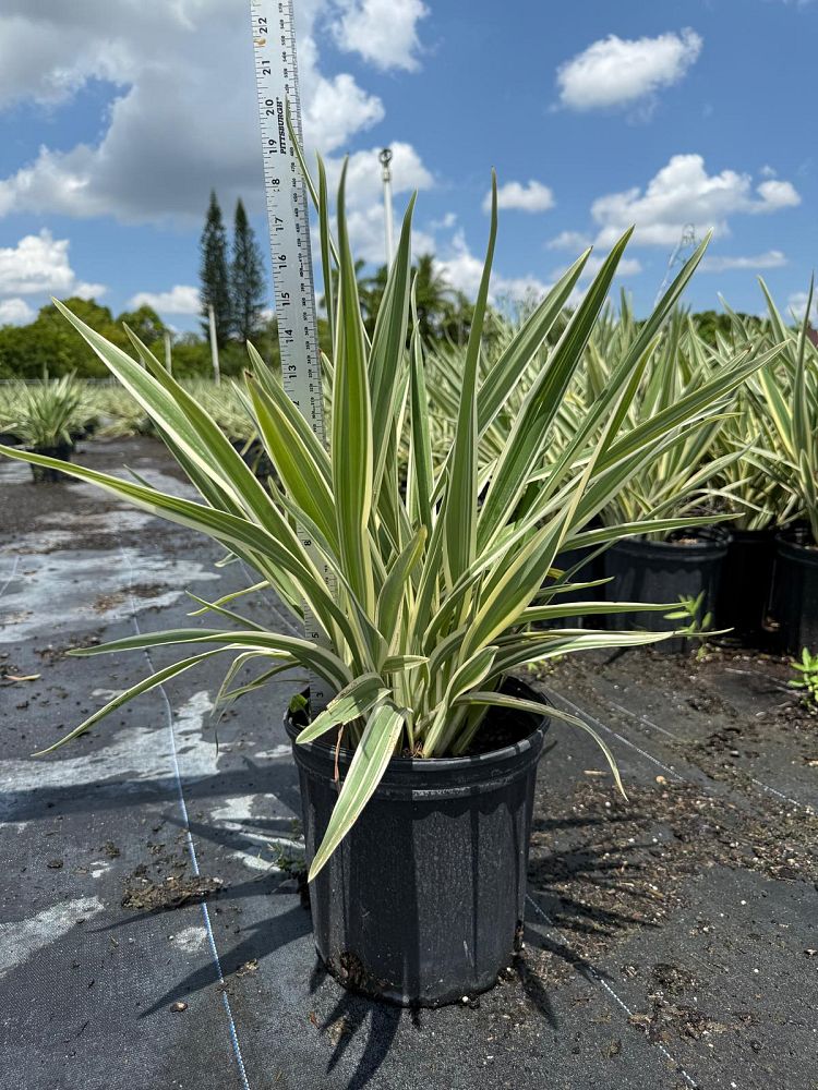 dianella-ensifolia-cerulean-flaxlily
