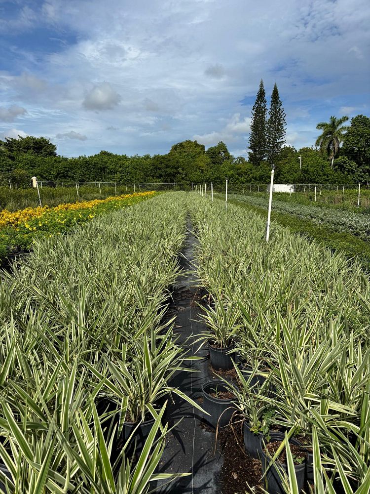 dianella-ensifolia-cerulean-flaxlily