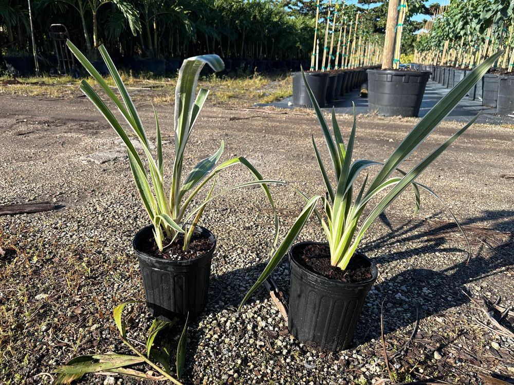 dianella-ensifolia-cerulean-flaxlily