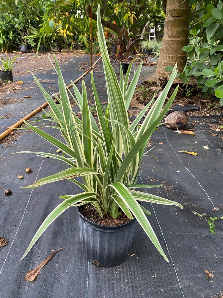 dianella-gold-flax-lily