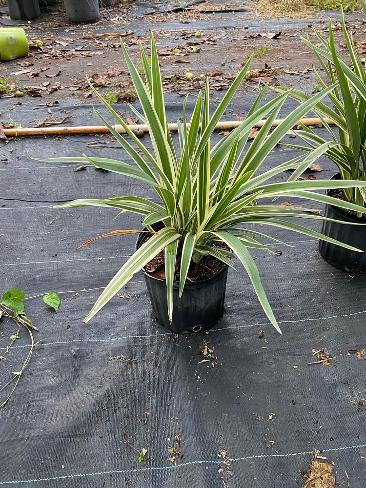 dianella-gold-flax-lily