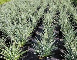 dianella-revoluta-baby-bliss-spreading-flax-lily-anther-flax-lily