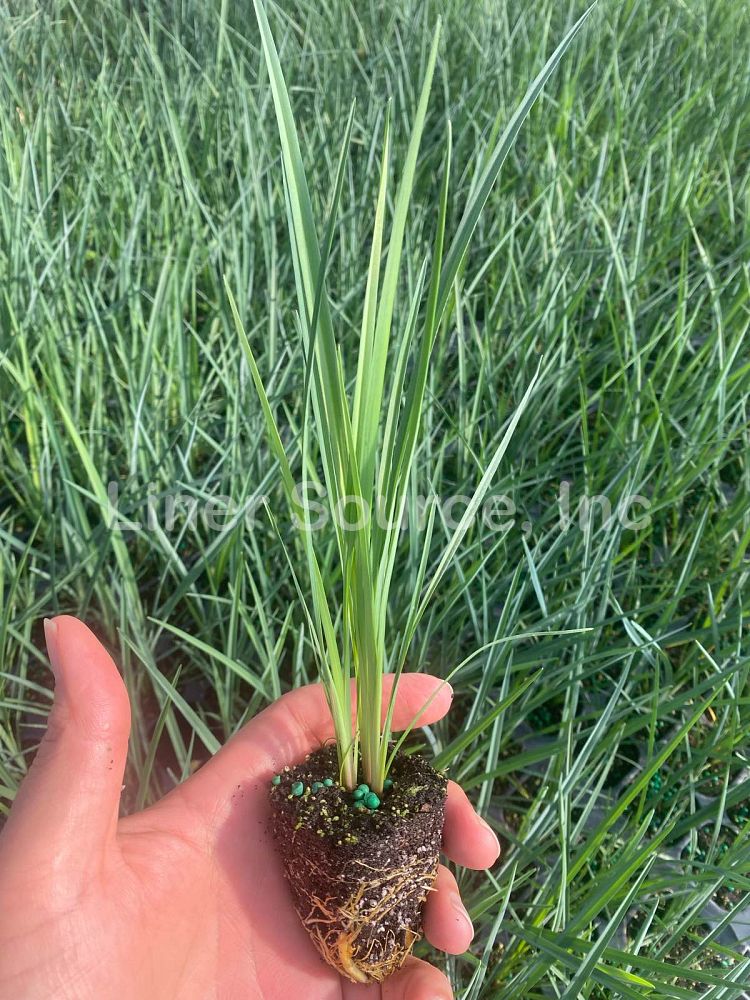 dianella-revoluta-baby-bliss-spreading-flax-lily-anther-flax-lily