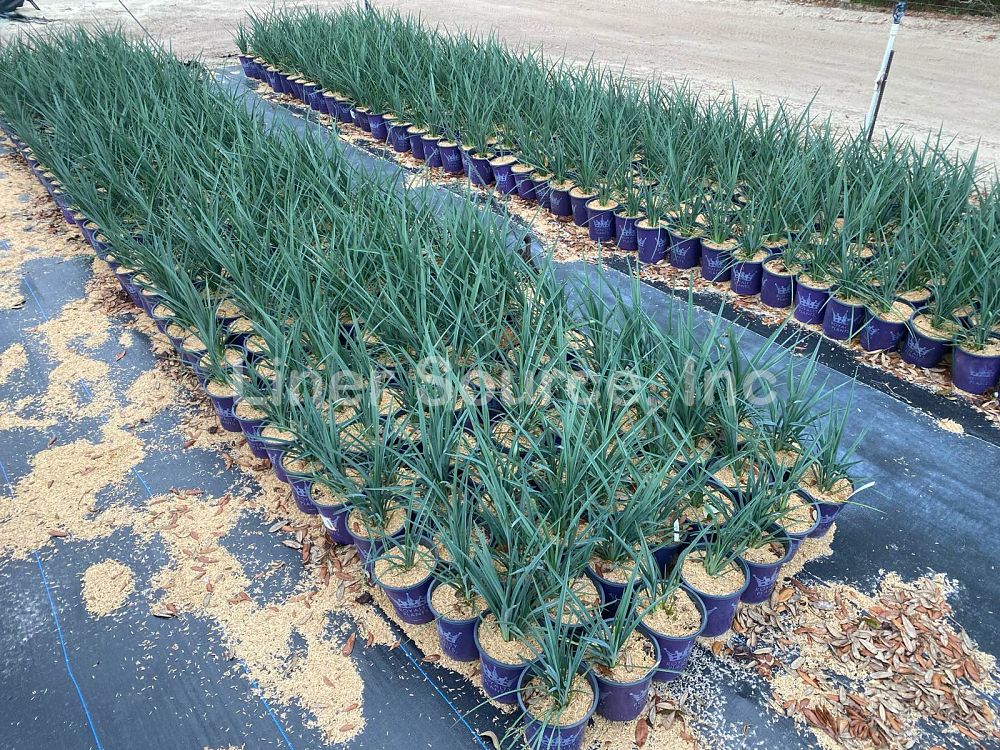 dianella-revoluta-baby-bliss-spreading-flax-lily-anther-flax-lily