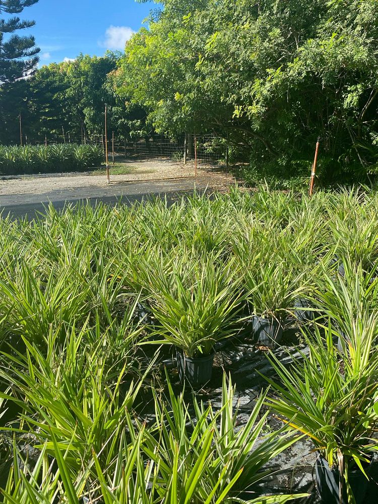 dianella-revoluta-baby-bliss-spreading-flax-lily-anther-flax-lily
