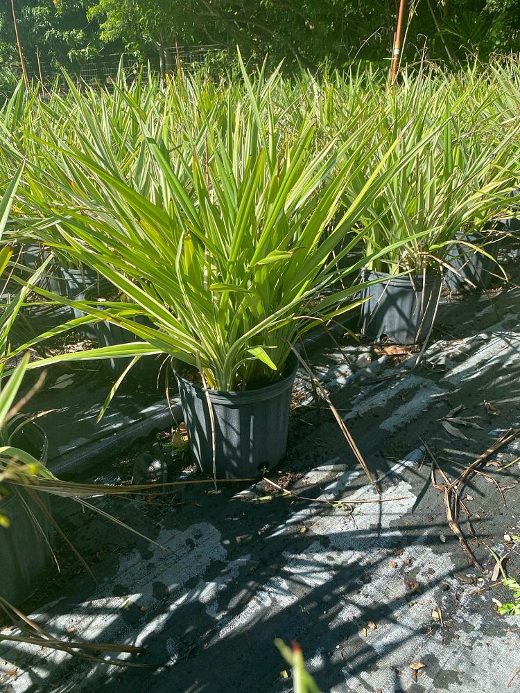 dianella-revoluta-baby-bliss-spreading-flax-lily-anther-flax-lily