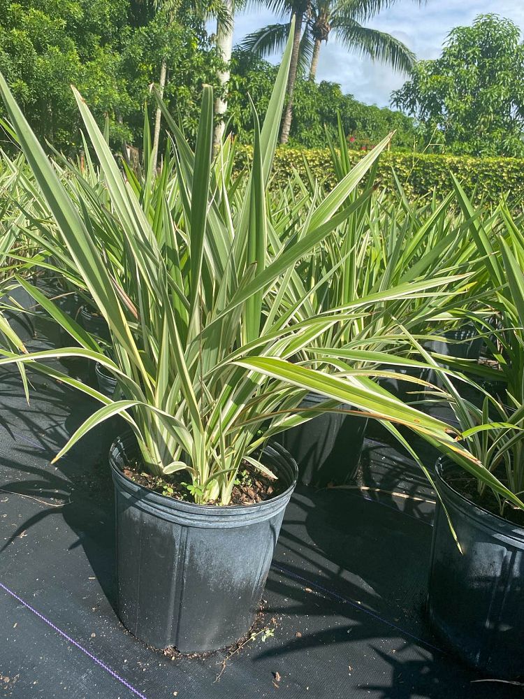 dianella-revoluta-baby-bliss-spreading-flax-lily-anther-flax-lily