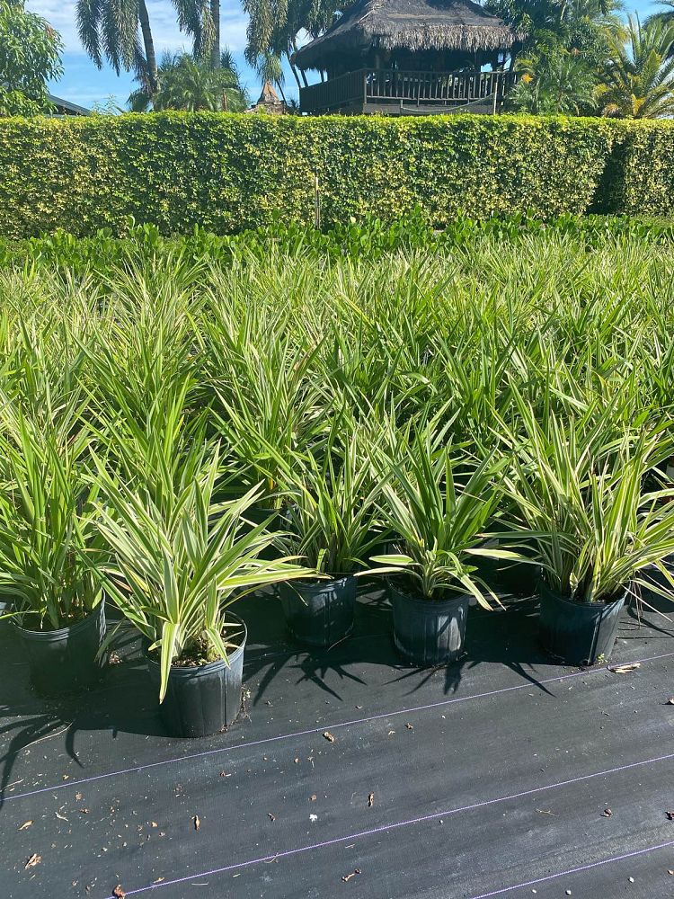 dianella-revoluta-baby-bliss-spreading-flax-lily-anther-flax-lily