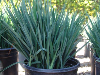 dianella-revoluta-little-rev-spreading-flax-lily-anther-flax-lily