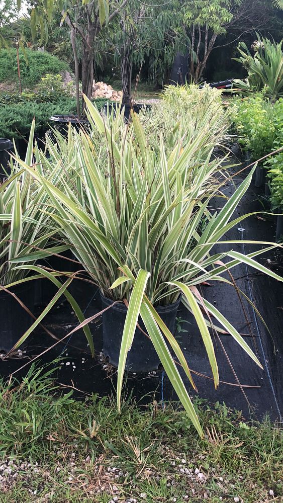 dianella-spp-flax-lily