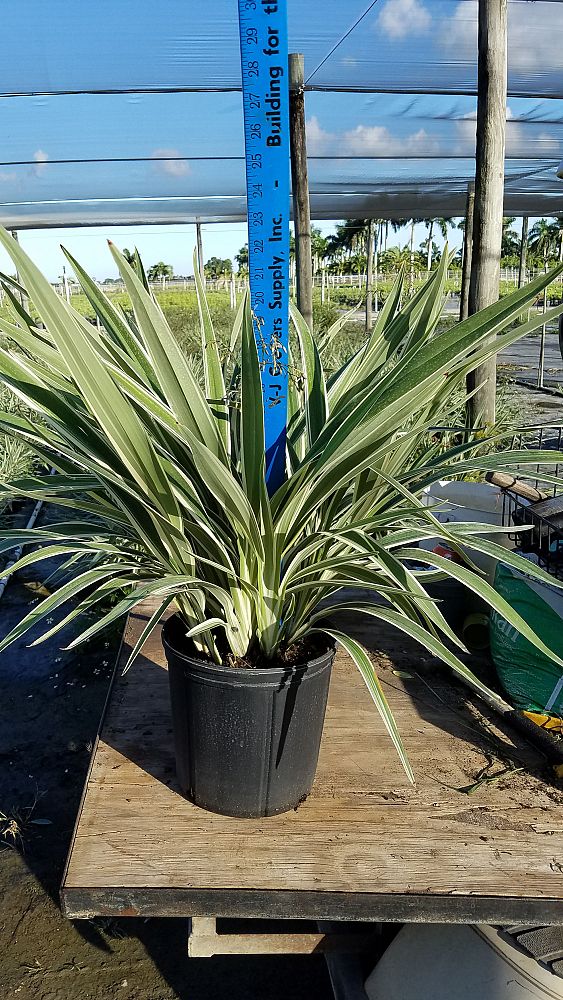 dianella-spp-flax-lily