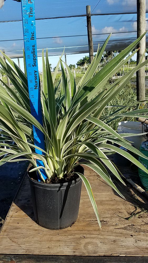 dianella-spp-flax-lily