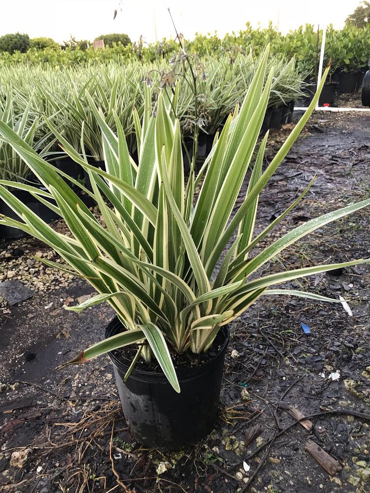 dianella-spp-flax-lily