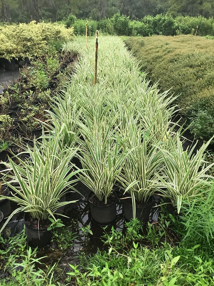 dianella-spp-flax-lily