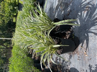 dianella-spp-flax-lily