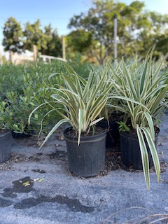dianella-spp-flax-lily