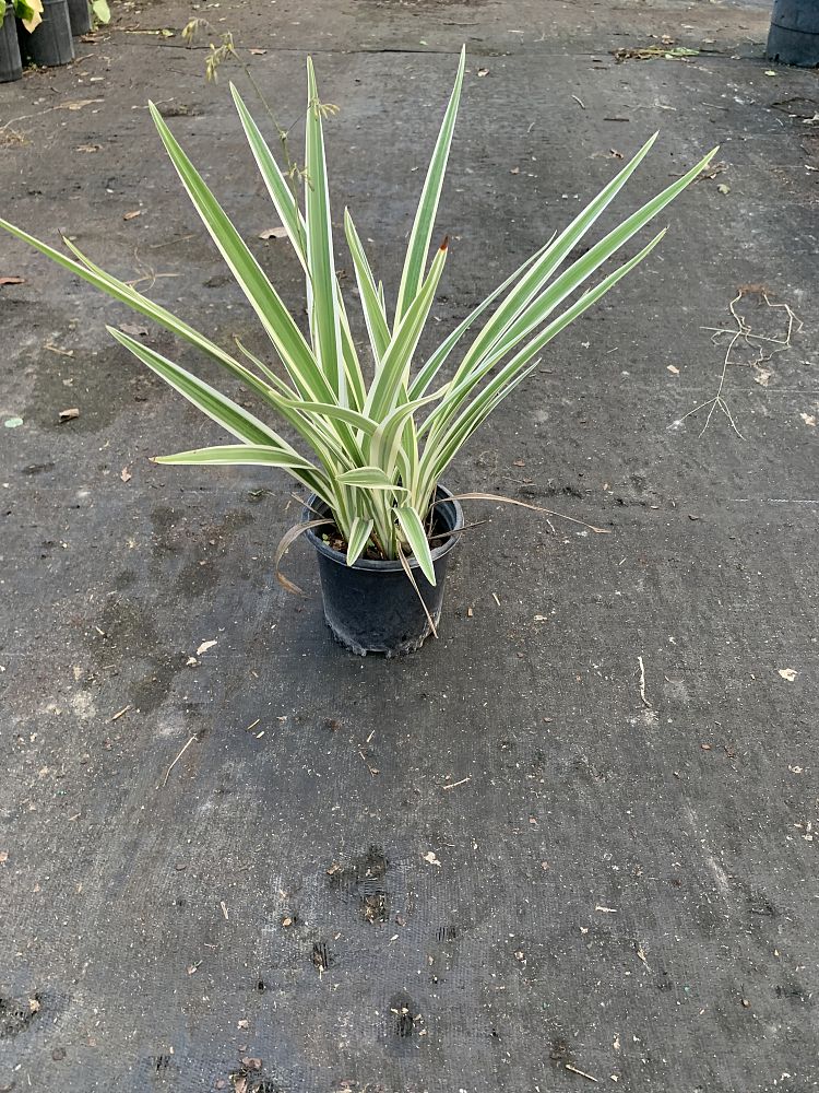 dianella-spp-flax-lily