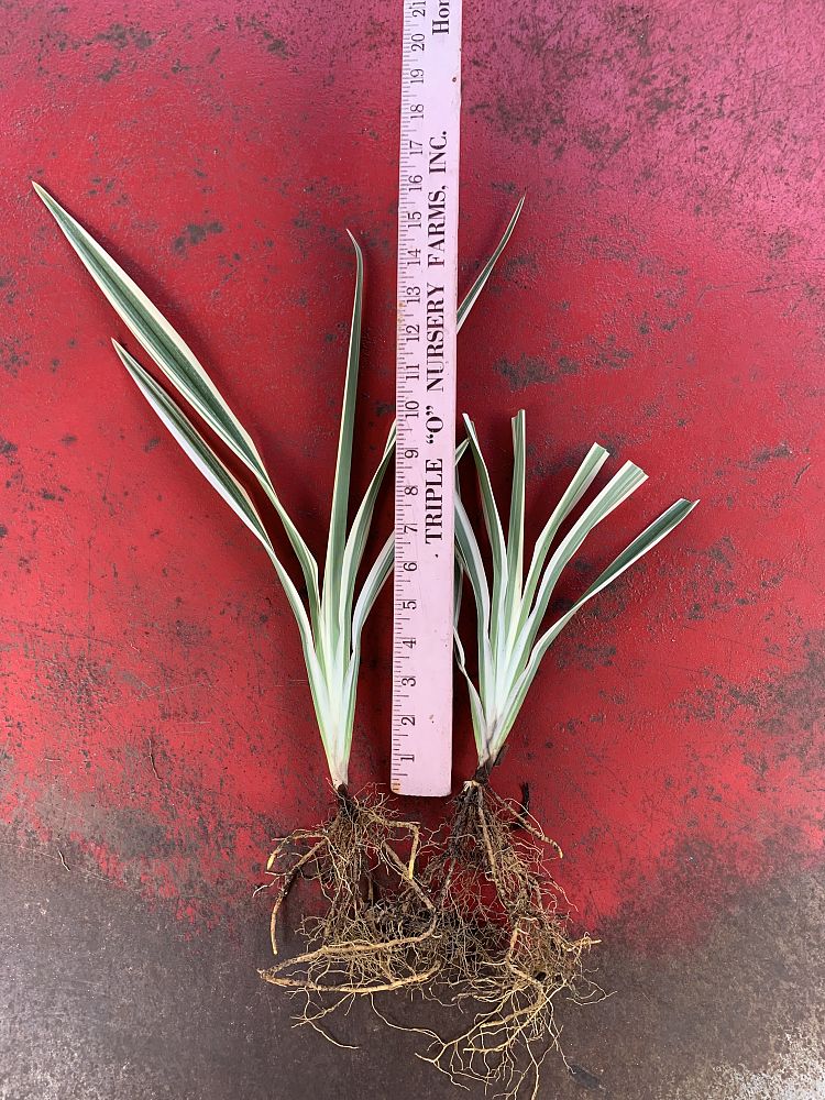 dianella-spp-flax-lily