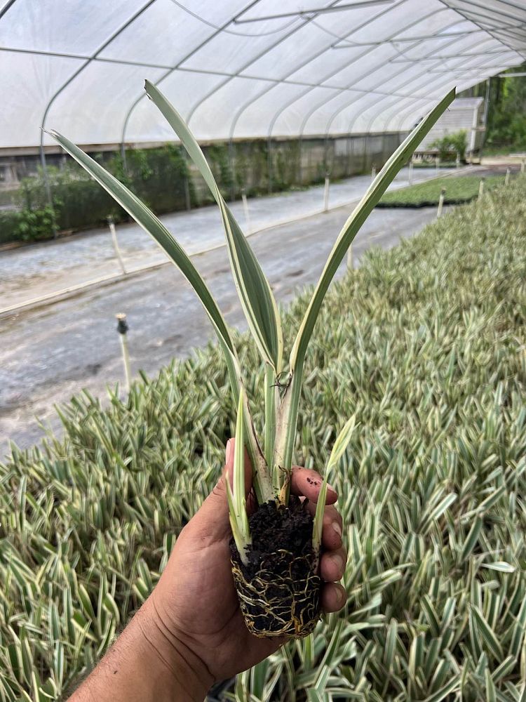 dianella-spp-flax-lily