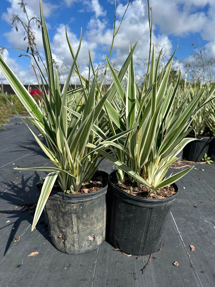 dianella-spp-flax-lily