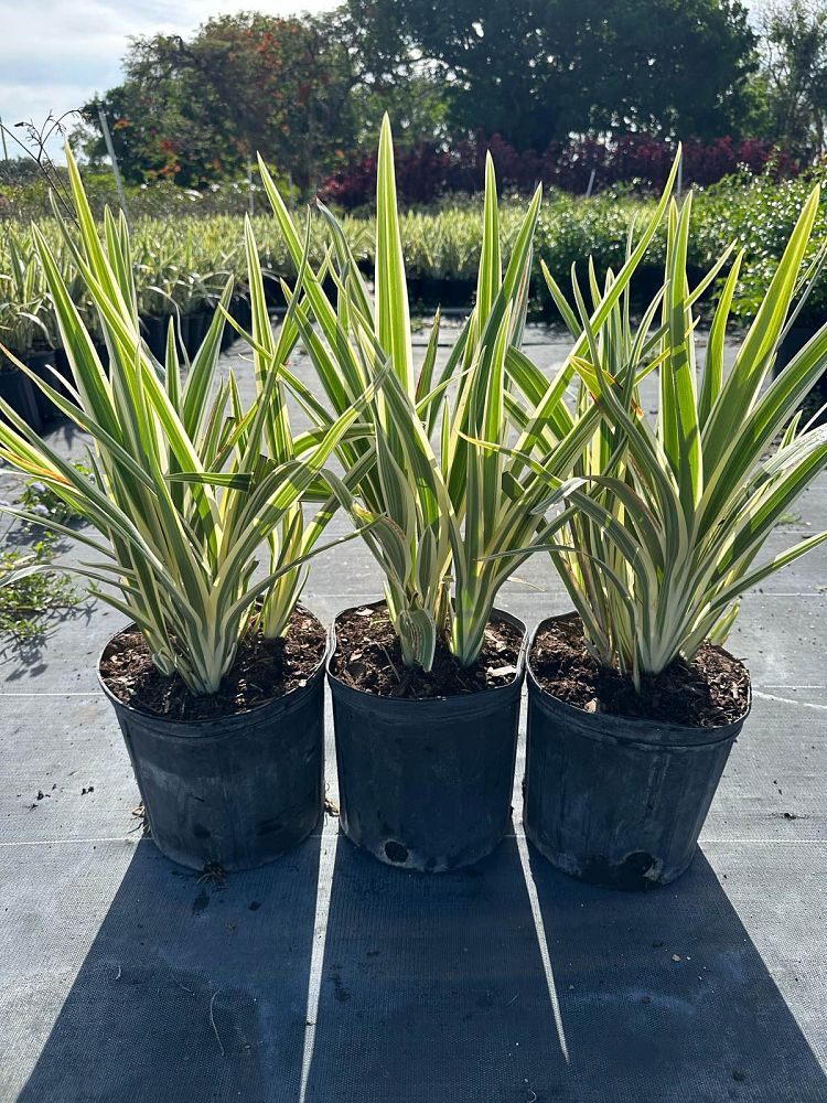 dianella-spp-flax-lily