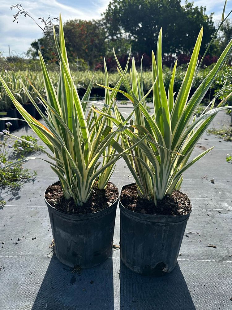 dianella-spp-flax-lily