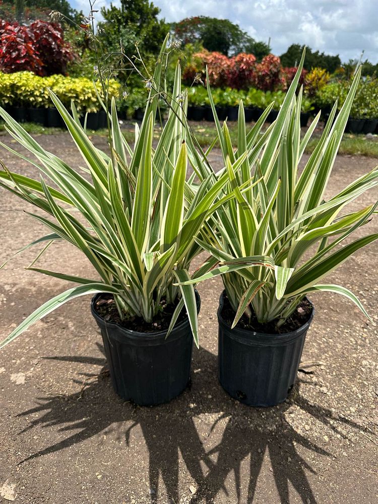 dianella-spp-flax-lily