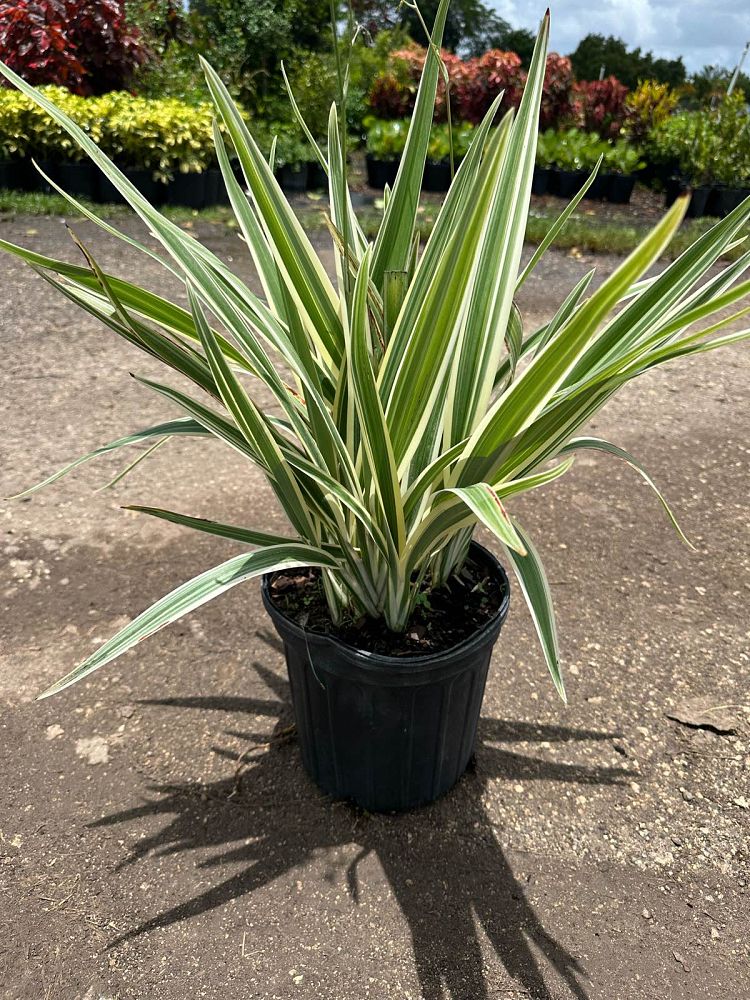 dianella-spp-flax-lily
