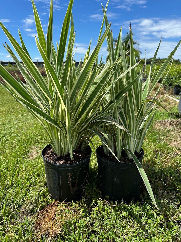 dianella-spp-flax-lily