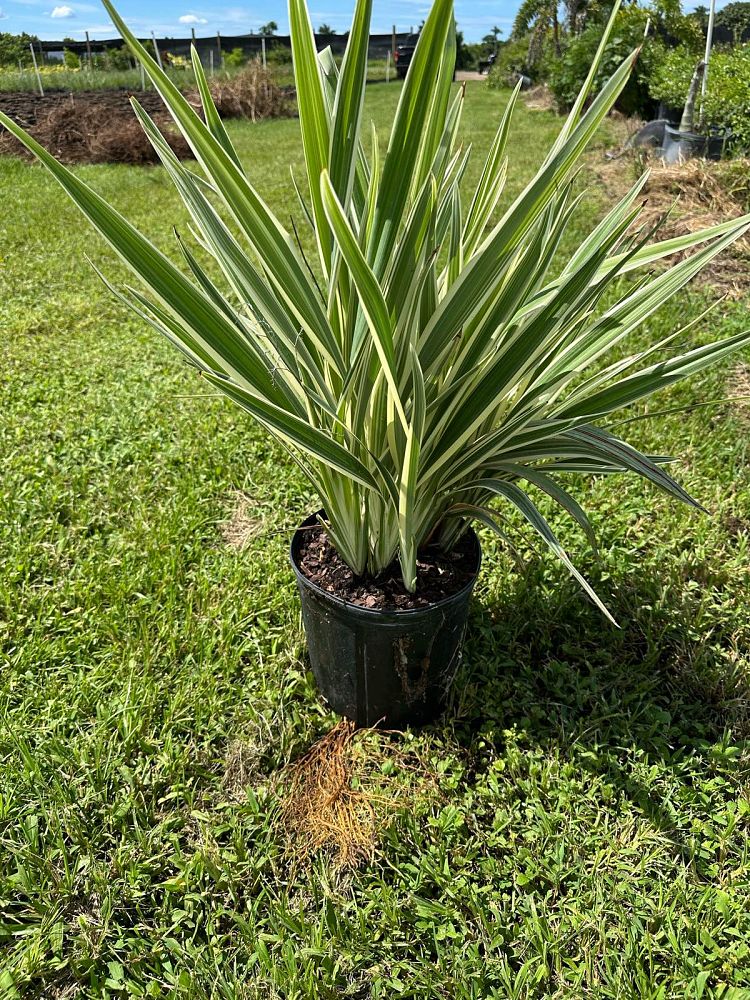 dianella-spp-flax-lily
