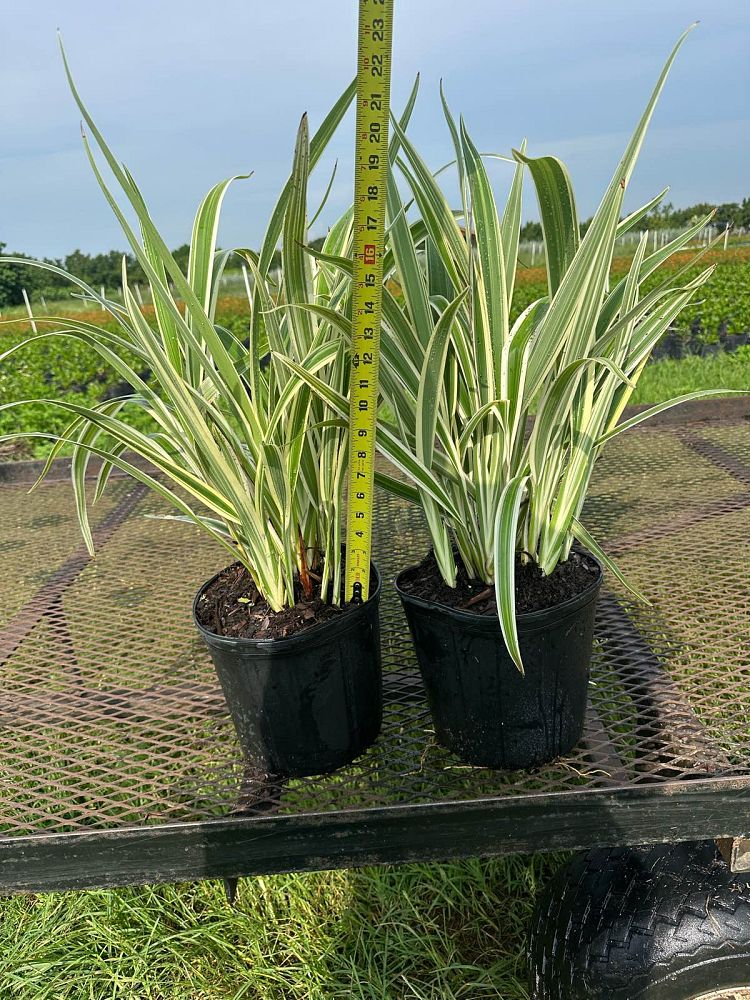dianella-spp-flax-lily