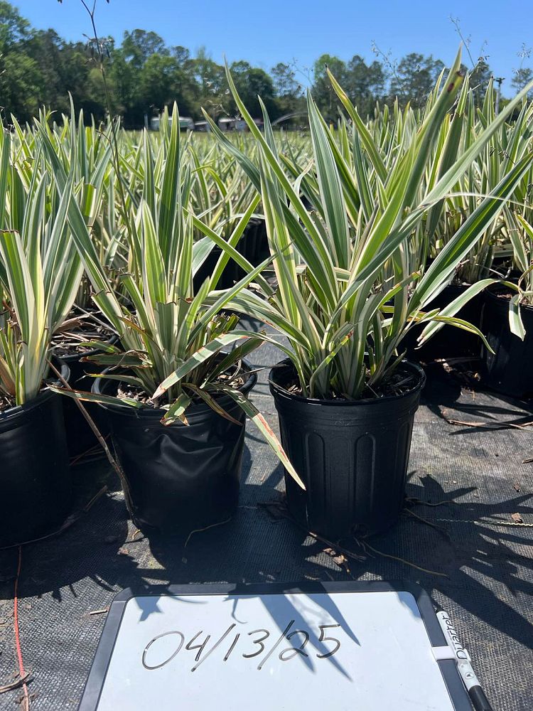 dianella-spp-flax-lily