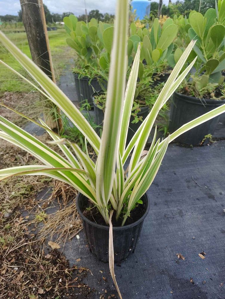 dianella-spp-flax-lily