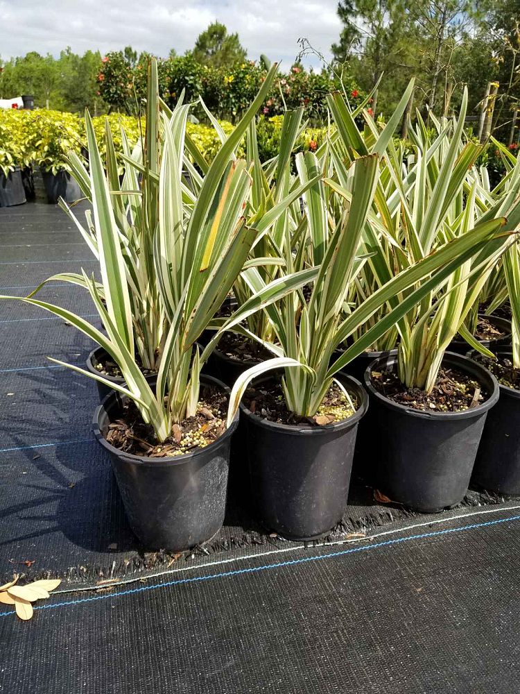 dianella-tasmanica-flax-lily-tasmanian-flax-lily