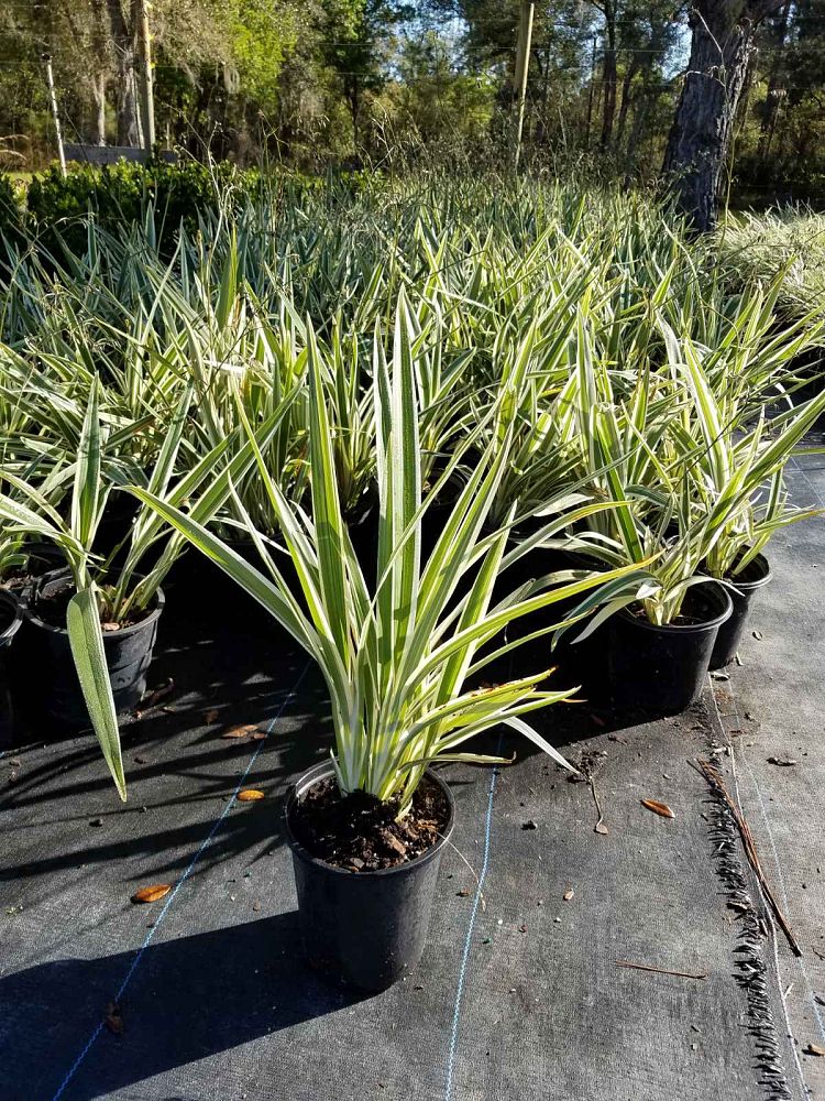 dianella-tasmanica-flax-lily-tasmanian-flax-lily