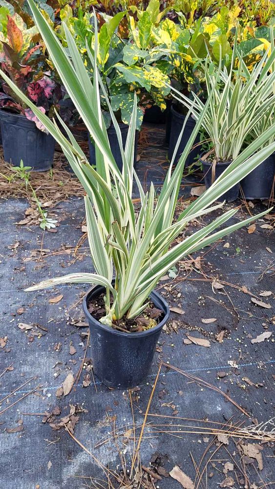 dianella-tasmanica-flax-lily-tasmanian-flax-lily