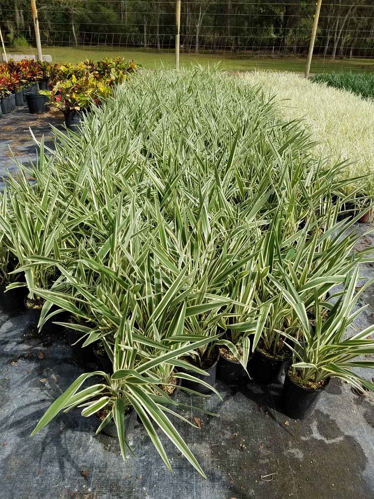 dianella-tasmanica-flax-lily-tasmanian-flax-lily