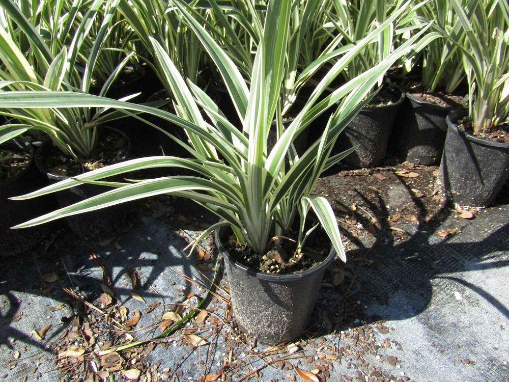 dianella-tasmanica-flax-lily-tasmanian-flax-lily