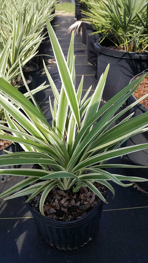 dianella-tasmanica-flax-lily-tasmanian-flax-lily