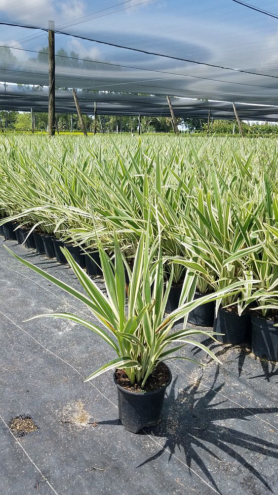 dianella-tasmanica-flax-lily-tasmanian-flax-lily