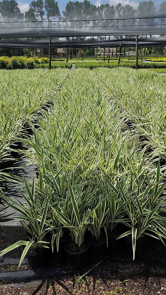 dianella-tasmanica-flax-lily-tasmanian-flax-lily