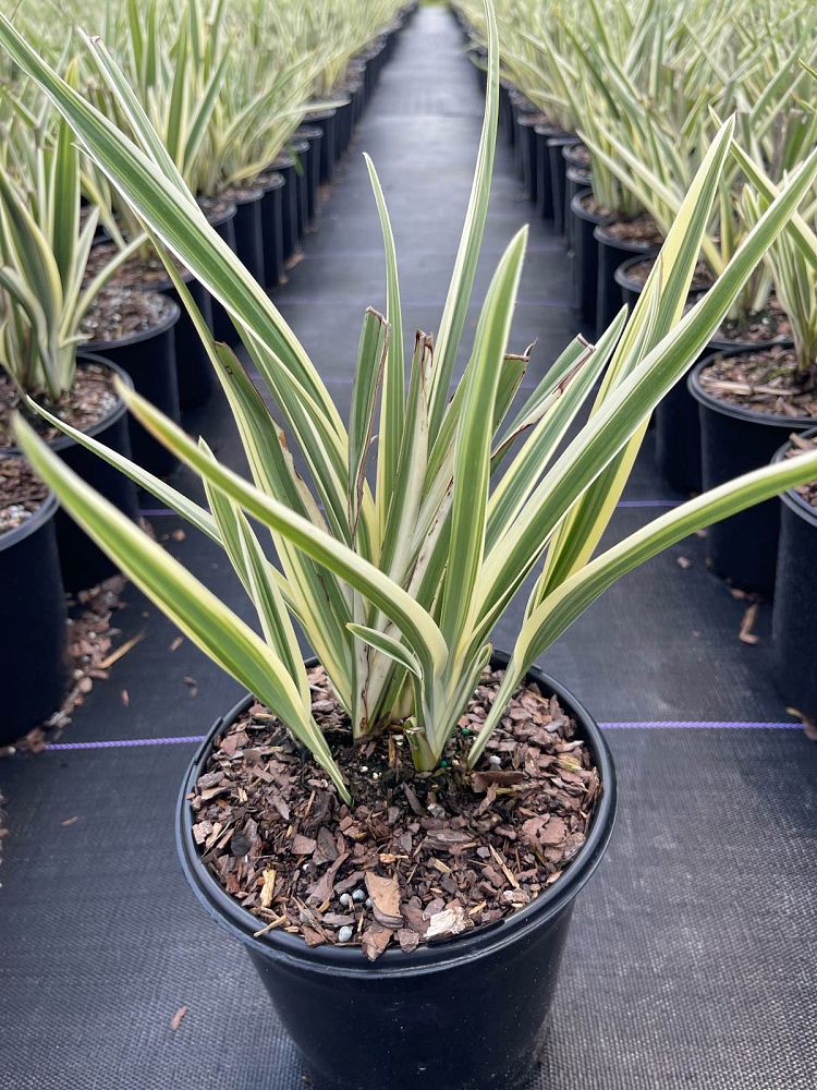 dianella-tasmanica-flax-lily-tasmanian-flax-lily