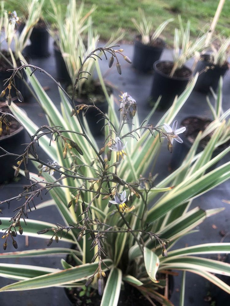dianella-tasmanica-flax-lily-tasmanian-flax-lily